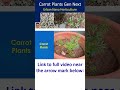 Carrot Plants Gen Next