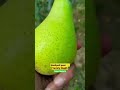 Nashpati Pear Lucknow Malihabad Fruit Youtubeshorts Youtube Youtubechannel