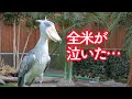 【全米が泣いた】ハシビロコウふたばと飼育員さんの物語!　Shoebill FUTABA 2019 the digest 13☆ふたば2019総集編13