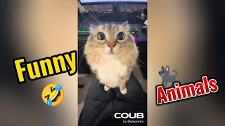 funny animals, a selection of funny videos from around the world for a good mood