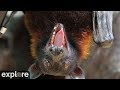 The giant flying fox cam powered by exploreorg