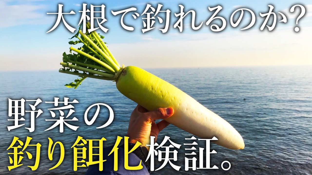 カットした大根を餌にすると 果たして魚は釣れるのか ちょい投げ釣りで検証してみた Youtube
