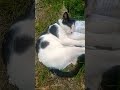 Cat #cat #cats #catvideos #catshorts #catlife #sleep #sleepmusic #black #white #wow #goodvibes #fyp