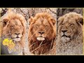 The Mopani male lion coalition AKA The Golden boys