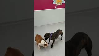 Hercules - Adoptable Bulldog