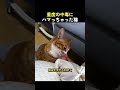 重度の中毒にハマっちゃった猫