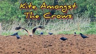 Kite Amongst the Crows