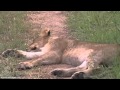 Lions Tsalala Breakaway Pride on AM Safari Drive 1/21/2015