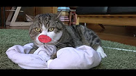 たらこ唇からの笑うねこ。-Maru grins.-