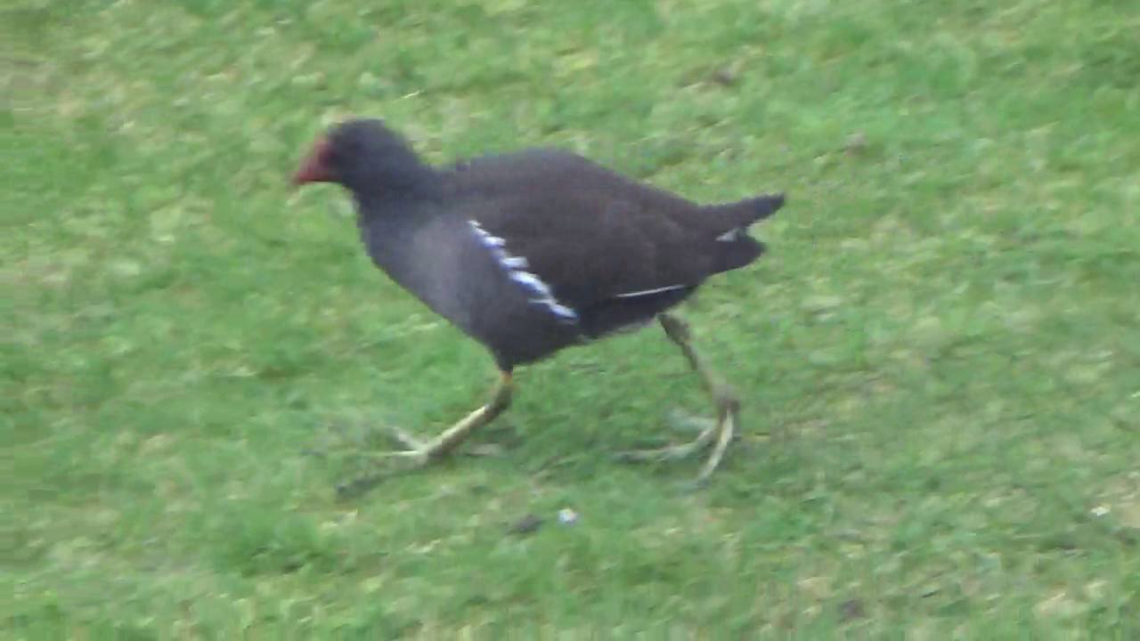 Moorhen of 2016 