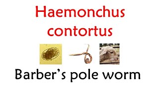 Barber pole worm ( Haemonchosis )  #Sheepfarming  #Goatfarming #Sathyazerograzing