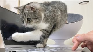 画面の矢印マークが獲れなくて困ってる猫がこちらですw