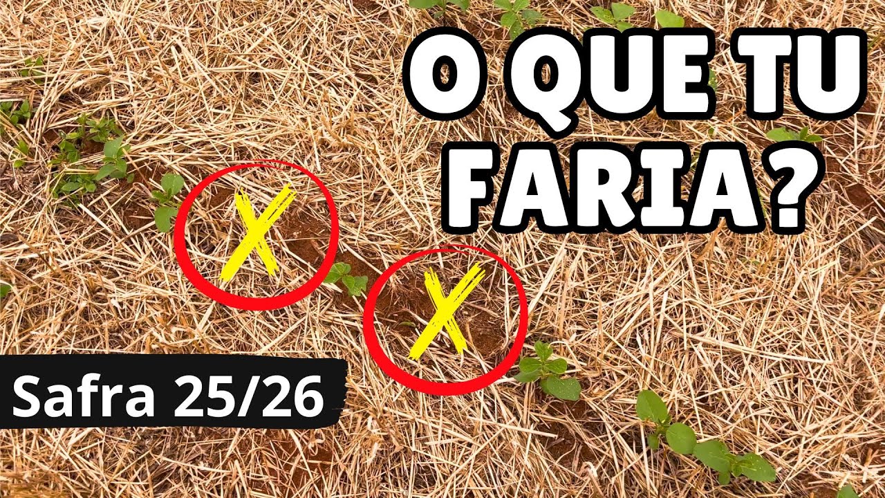 NÃO REPLANTAMOS A ÁREA... e tem muita planta daninha!