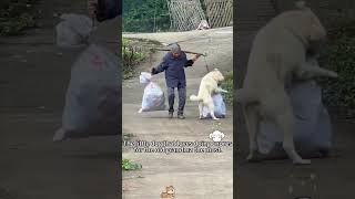 Puppies are humans' best friends. #Dogs #Heartwarming #Pets #DogsAndHumans