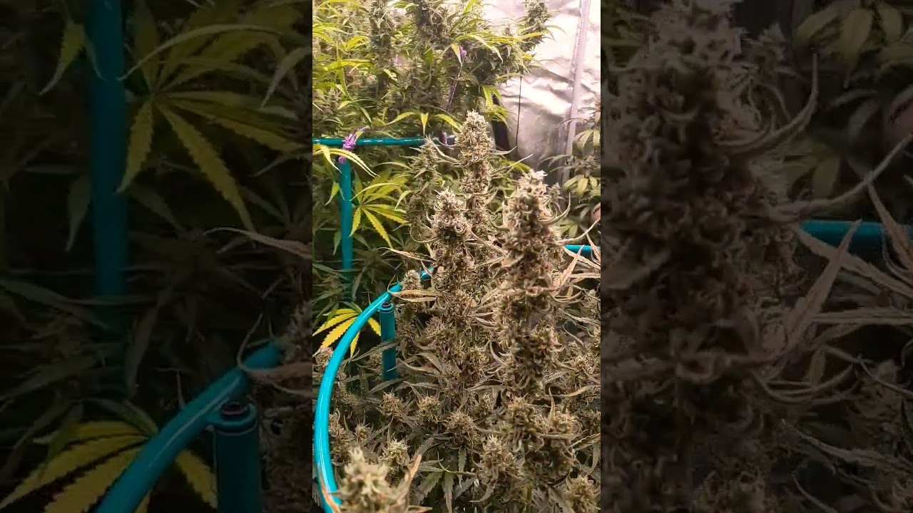 Autoflowers pushing half pound yields in 100 days 