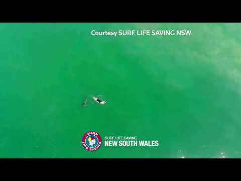 Drone footage shows shark sizing up surfer in Australia