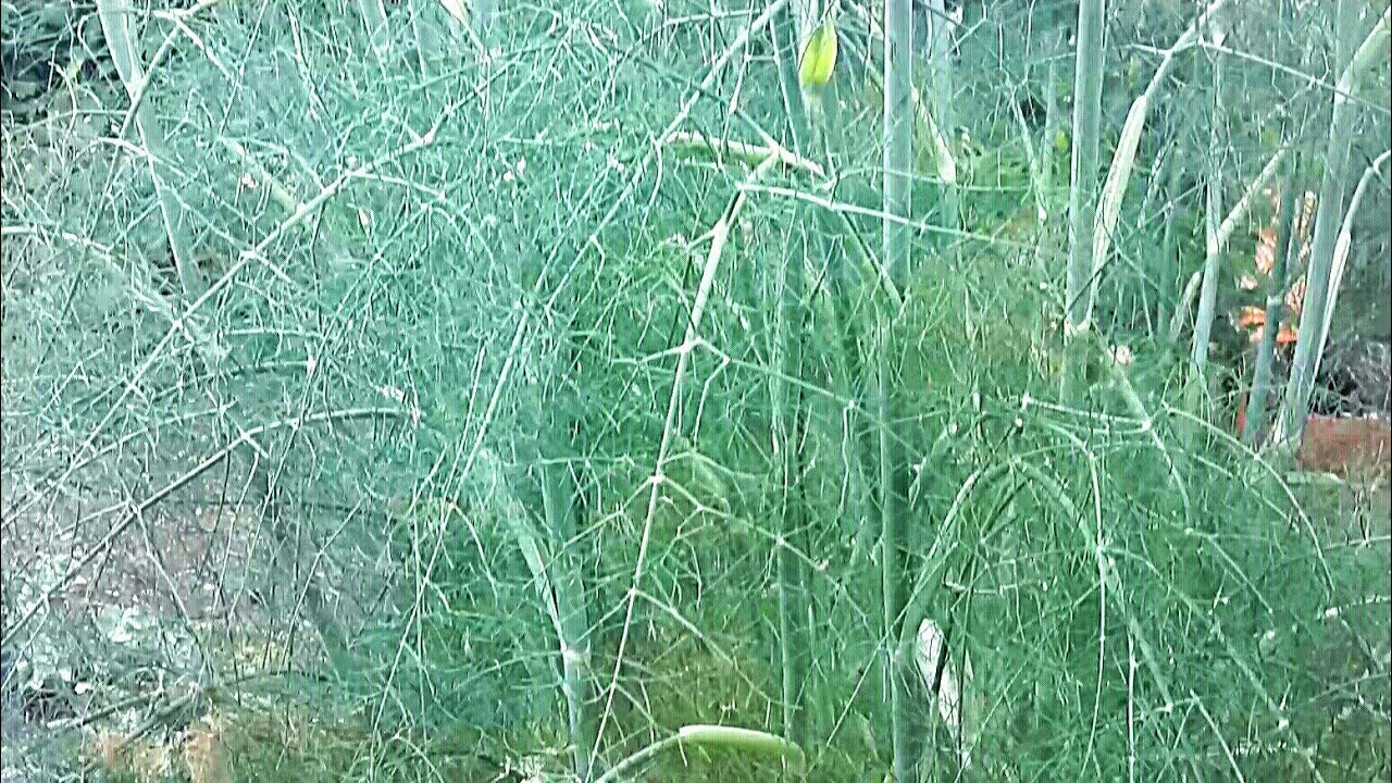Malatura, arap saçı, rezene, rezdane, bolluk otu, sincilip, mayana, marata (Foeniculum vulgare)