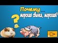МОРСКАЯ СВИНКА /Почему морская свинка, морская? домашние животные онлайн