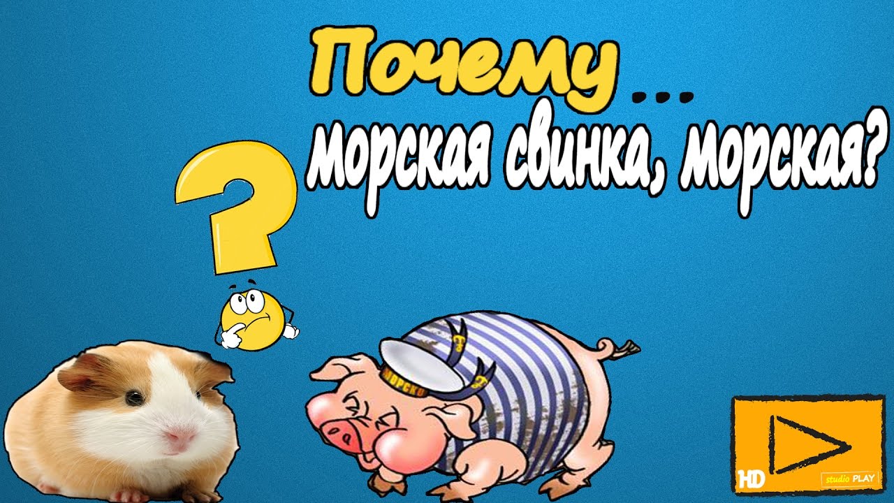 МОРСКАЯ СВИНКА /Почему морская свинка, морская? домашние животные ...