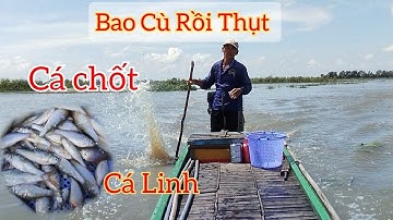 Dăng lưới bắt cá chốt và cá linh độc lạ là bao cù rồi thụt đuổi cá cuốn lưới liền (săn bắt miền tây)