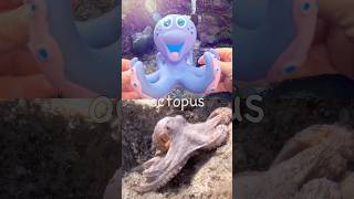 Learn at the Waterfall | Sea Animal Names for Kids: Octopus Cuttlefish Manta Ray Crab Blobfish