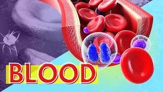 Blood Structure and Function: Why is Blood Important