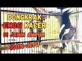 TERAPI MENAIKAN EMOSI KACER AGAR CEPAT NGEPLONG GACOR DAN BUKA EKOR PANCINGAN AMPUH KACER GACOR 