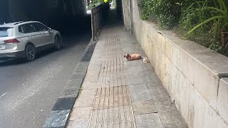 At first, I thought it was a person begging on the ground, but it was a dog!