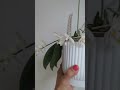 🌸 Phalaenopsis Tetraspis Species Orchid | Unique Blooms #orchids #phalaenopsis #newmusic