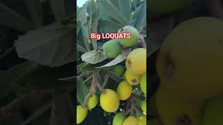 Big Loquats