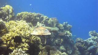 MVI_2945.AVI