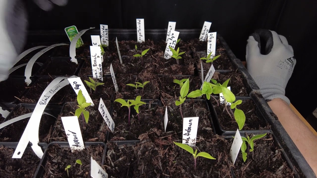 Chili-Jungpflanzen werden lang und dünn? Das ist der Grund