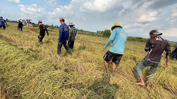 TRÚNG BẦY RẮN - BẮT CHUỘT THEO MÁY CẮT MÙA GẶT LÚA MIỀN TÂY - TT1463