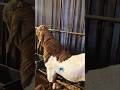 Best Qurbani Goats😍 #bakraeid #bakraeid2026 #bakraeidspecial #bakra #goats #trending #biggoats