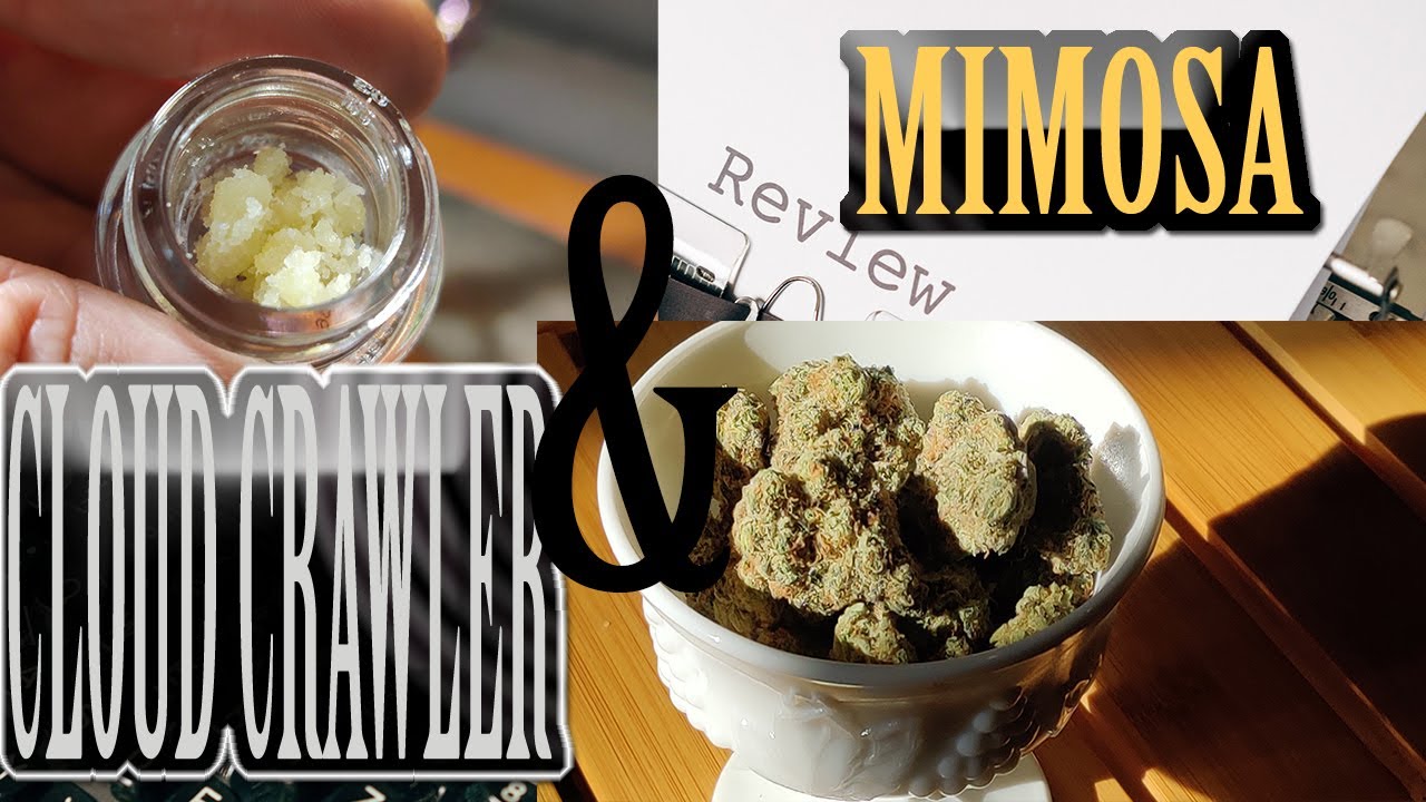Mimosa from Grizzly Farms & OreKron Cloud Crawler Sugar Sauce! Wi5hbone Cannabis Review!