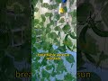 Perfect trellis net for climbing plants. #net #climbing #trello is