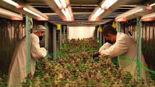 Cannabis Harvest Day Canna-Tainer Dwc1.3