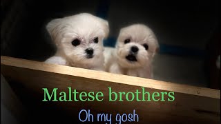 Maltese puppy growth diary