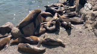 Sea Lion by MamaRose Korealife 68 views 1 month ago 1 minute, 43 seconds