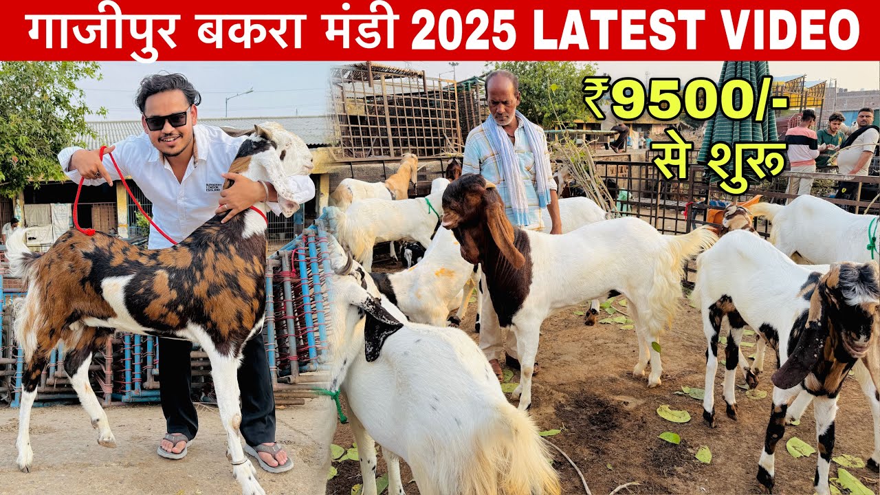 GAZIPUR BAKRA MANDI 2025 LATEST VIDEO | Gazipur Bakra Mandi 2025 | Delhi Bakra Mandi 2025