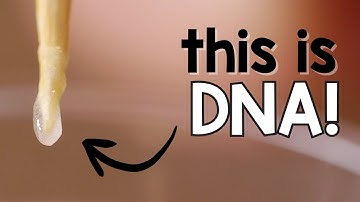 Extracting DNA from fruit