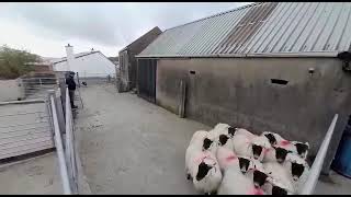 Bala Sheepdog May 2023 Lot 8 by Ruthin Farmers 55 views 1 year ago 59 seconds