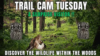 🌿 Secret Life of a Cornish Woodland | TRAIL CAMERA WILDLIFE | Bird of Prey with Fresh Kill! 🌿