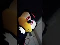 shadows trying to sneak in the house