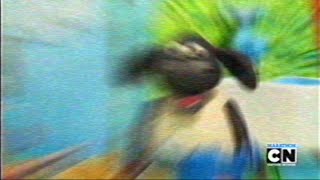 Download lagu Timmy Time on Cartoon Network, October 2013 (totally real and rare, please read description)