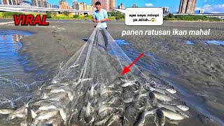 Viral..‼️ panen ratusan ikan mahal..😱 menjala ikan di muara tepat saat ikan mahal berkumpul..