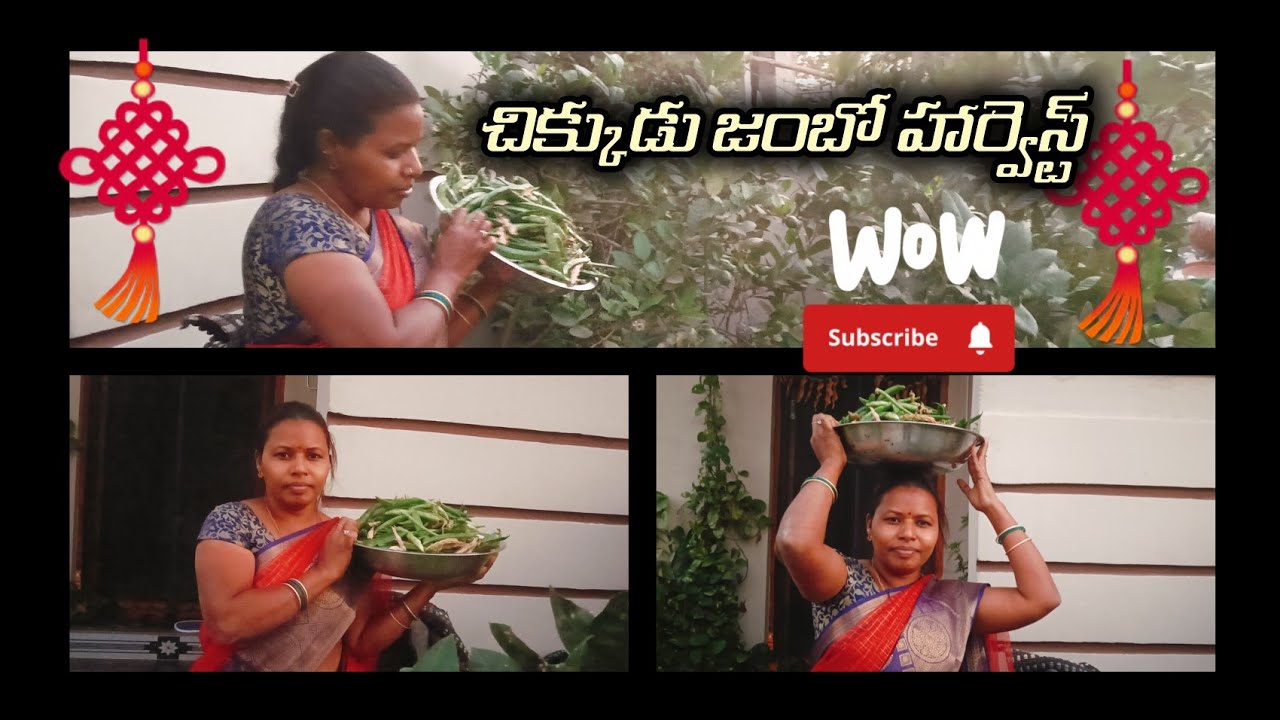 మా గార్డెన్ లో జంబో చిక్కుడు హార్వెస్ట్ 🌿 | ఈసారి సూపర్ దిగుబడి!😋🌿👌🫛🫛🫛