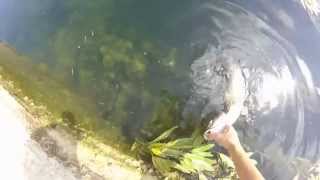 Pesca De Pez Gato En El Ebro