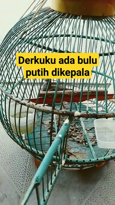 DERKUKU KEPALA PUTIH#derkuku_gacor_suara_keras #shots