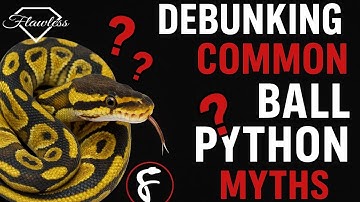 Top 5 Ball Python Myths DEBUNKED – Every Breeder Needs to Know!